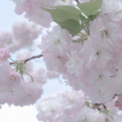 Furry插画细节灵感福瑞交流群